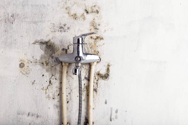 Best Mold Testing and Removal  in Plano, IL