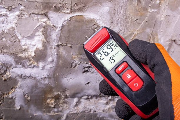 Best Black Mold Removal  in Plano, IL