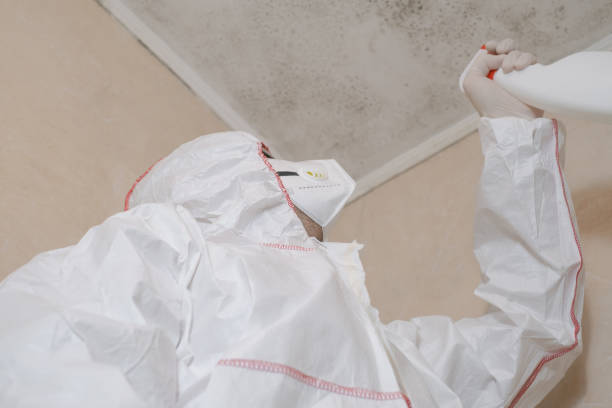 Best Mold Removal Company Near Me  in Plano, IL