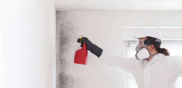 Best Professional Mold Removal  in Plano, IL