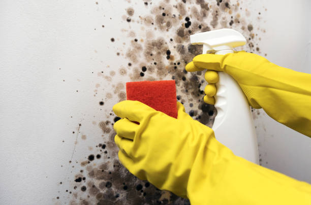 Best Attic Mold Removal  in Plano, IL