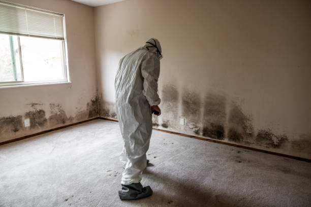 Mold Testing and Removal in Plano, IL