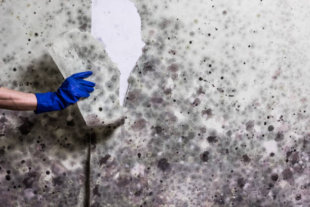 Attic Mold Removal in Plano, IL