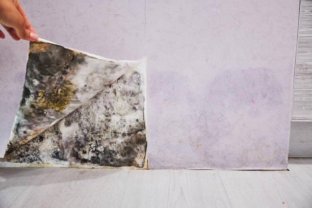 Best Crawl Space Mold Removal  in Plano, IL